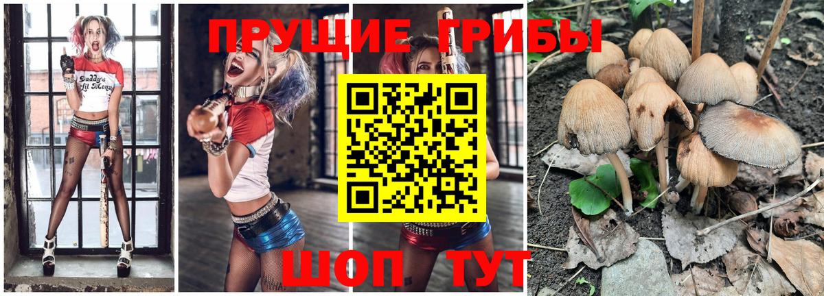 Галлюциногенные грибы Psilocybine cubensis Северск
